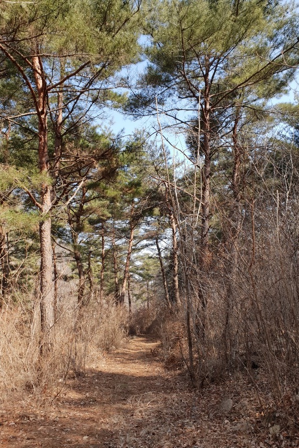 소나무 숲 산책로